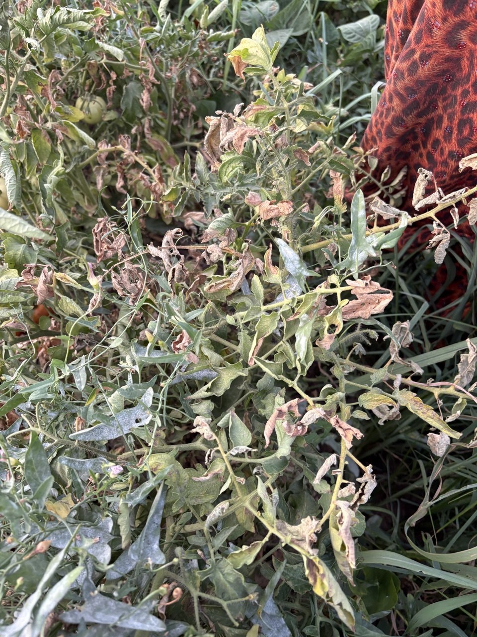 Farmland in Tajikistan